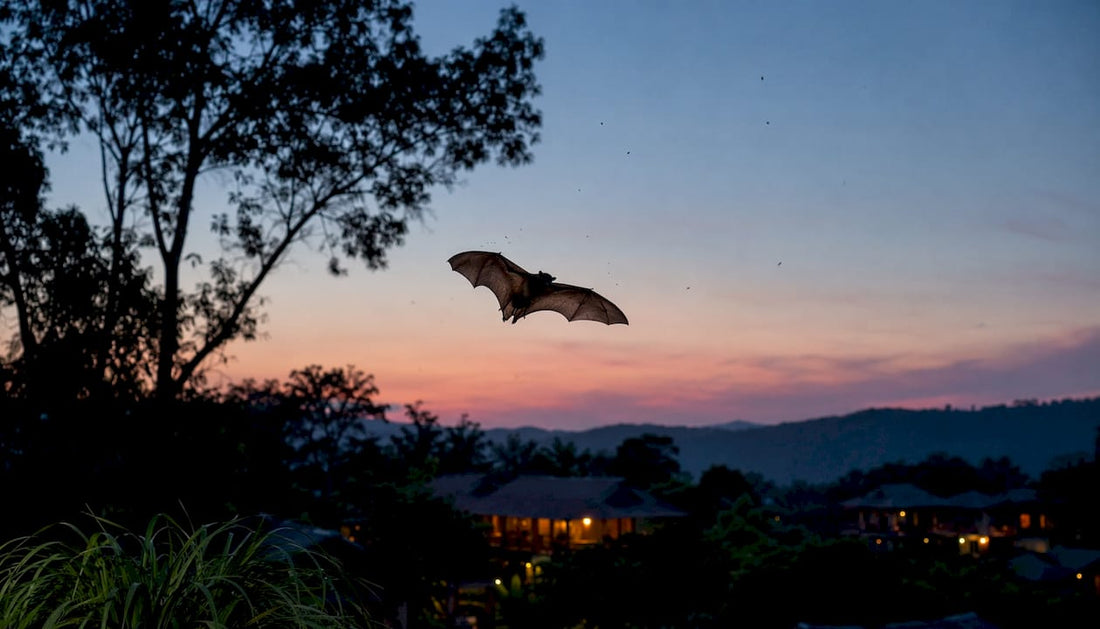 Bat silhouetted catching mosquitoes at dusk